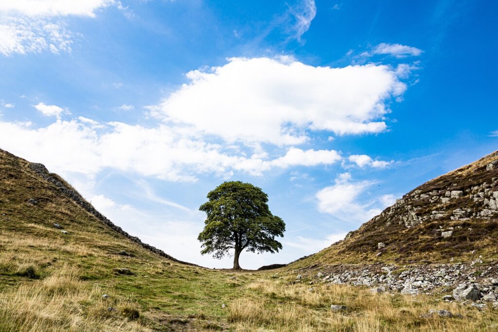 Sycamore-Gap-Baum in Northumbria, England.