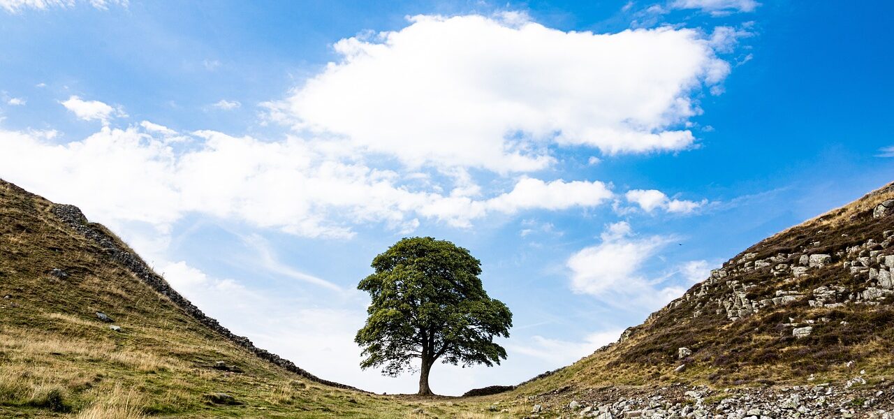 Sycamore-Gap-Baum in Northumbria, England.