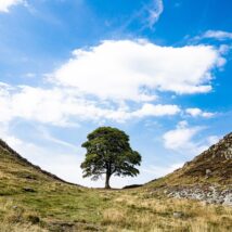 Sycamore-Gap-Baum in Northumbria, England.