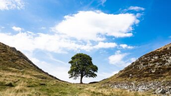 Sycamore-Gap-Baum in Northumbria, England.