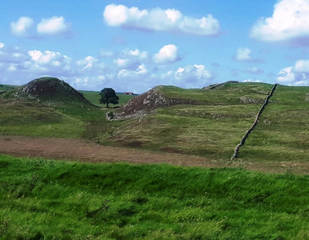 One of the last photographs of the Sycamore Gap Tree, taken in September 2023.